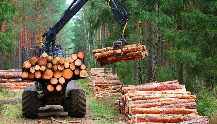 Forecasting Growth Trends: Forestry and Logging Market Analysis