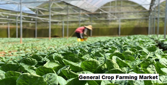 Assessing Growth Opportunities: Insights into the General Crop Farming Market