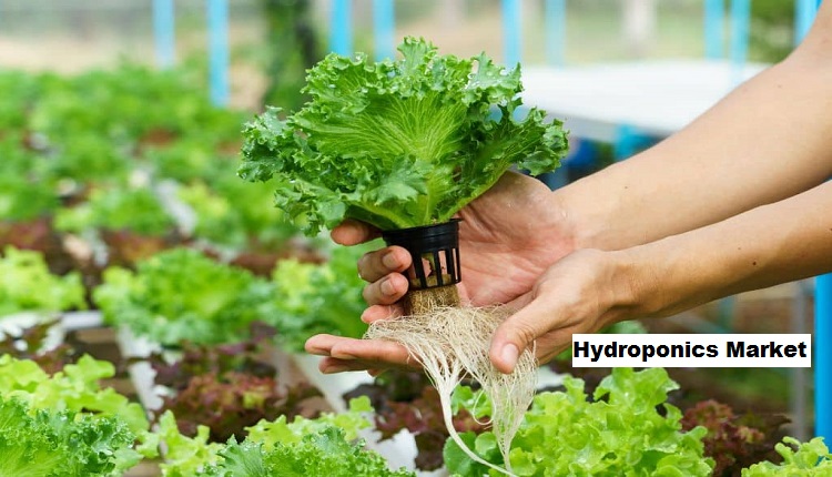 Exploring Hydroponics Market Dynamics: Opportunities and Forecast