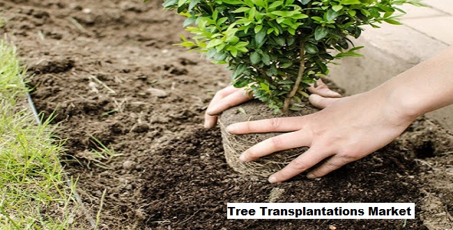 Tree Transplantations Market Forecast 2028 By Top Companies, Trends, and Growth Analysis