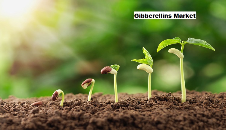Gibberellins Market: Driving Forces – Technology Advancements and Agritech Startup Funding